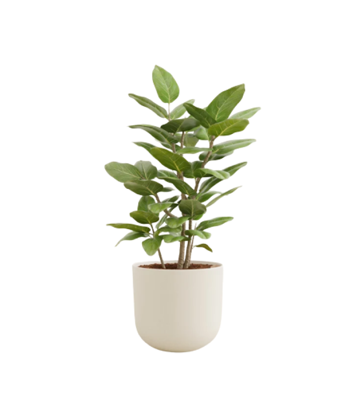 Easy Plant Ficus Audrey with a white base.